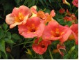 Campsis radicans (Trâmbiţă)